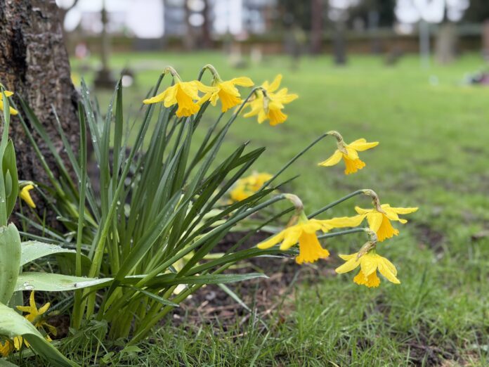 daffodils