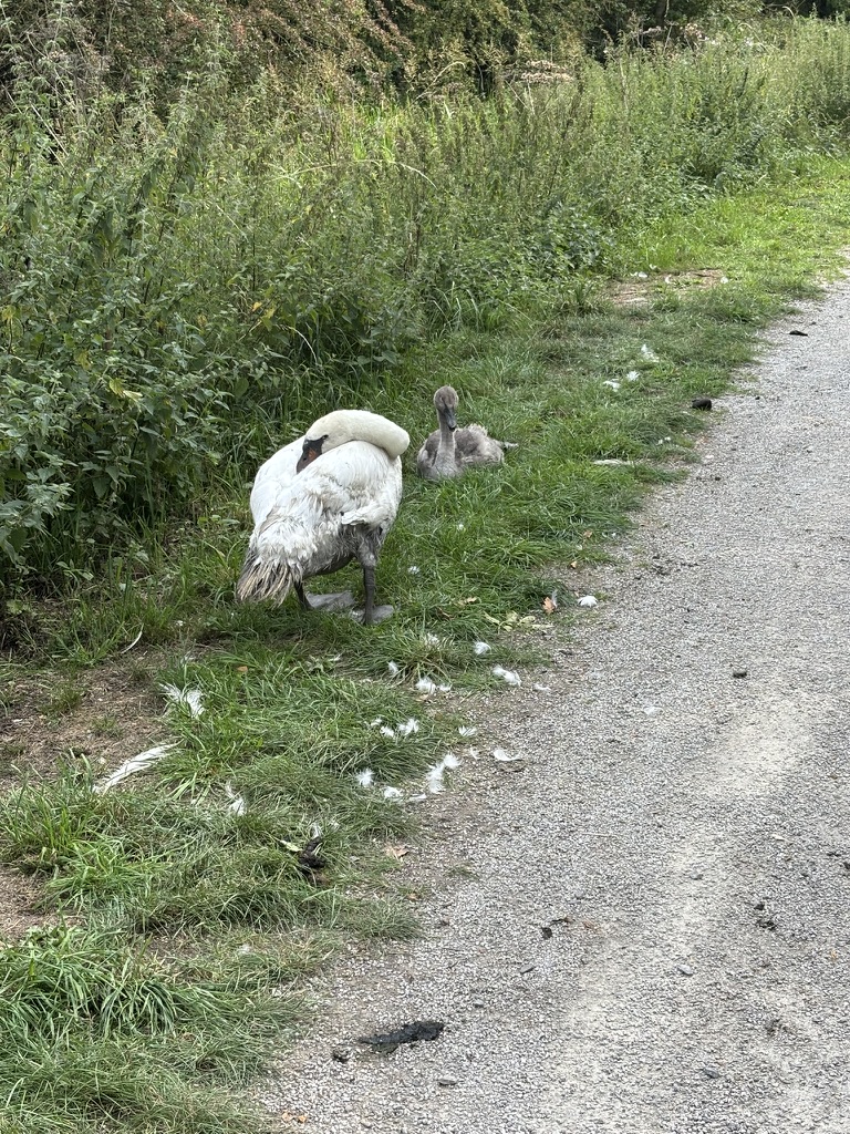 832BA06C F7BD 4C7A BE0A 4EBB0BC893D3 1 105 c