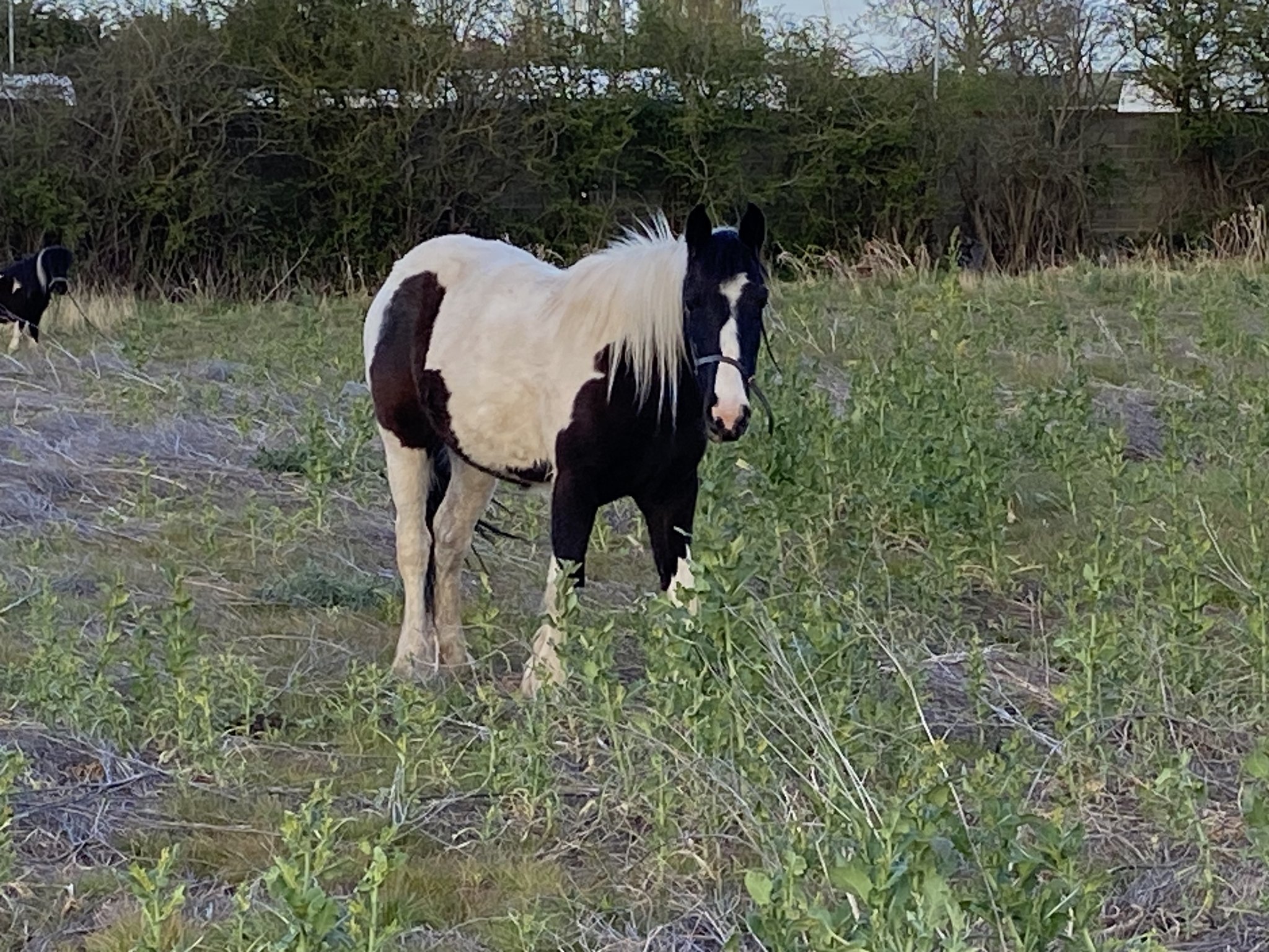 Horses and ponies found abandoned in field off A46 671943413 1453058780193511 5166228641001747546 n