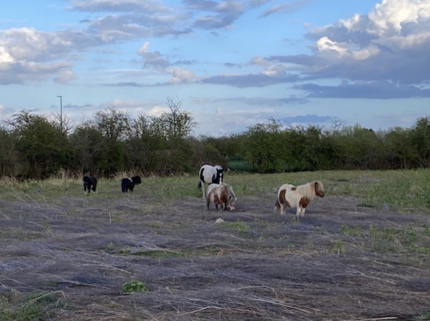 Horses and ponies found abandoned in field off A46 Screenshot 2026 04 15 at 06.34.36