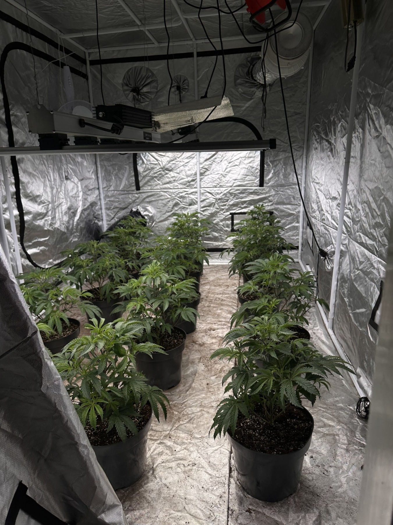 £100,000 cannabis grow found in residential terraced property 691436631 1384854760336637 2192342957020617127 n