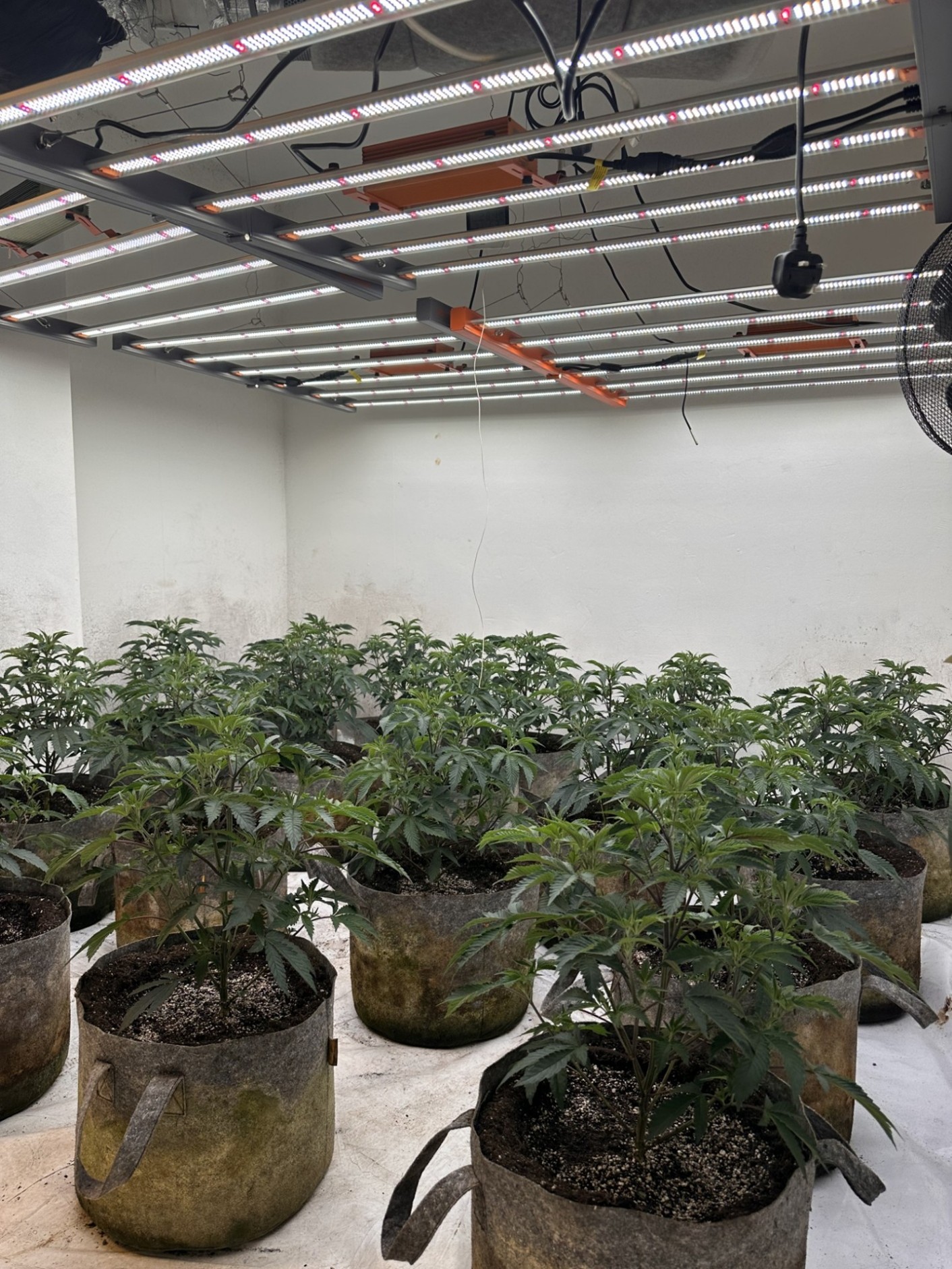 £100,000 cannabis grow found in residential terraced property 692149922 1384854707003309 2505782523162763453 n