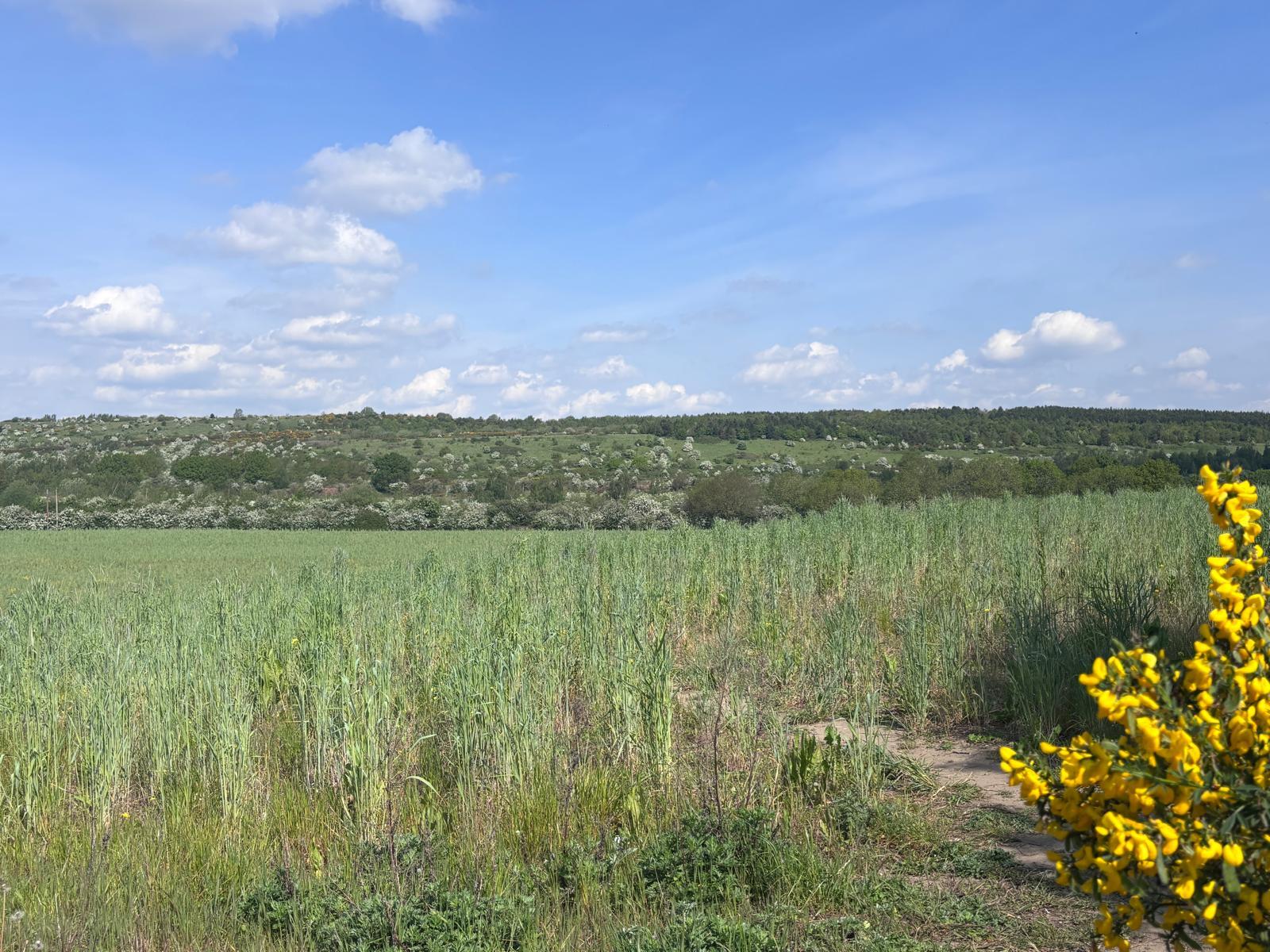 CalvertonPheasantWay2