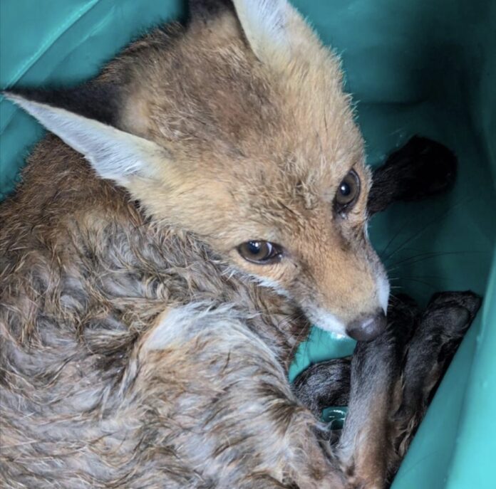 fox