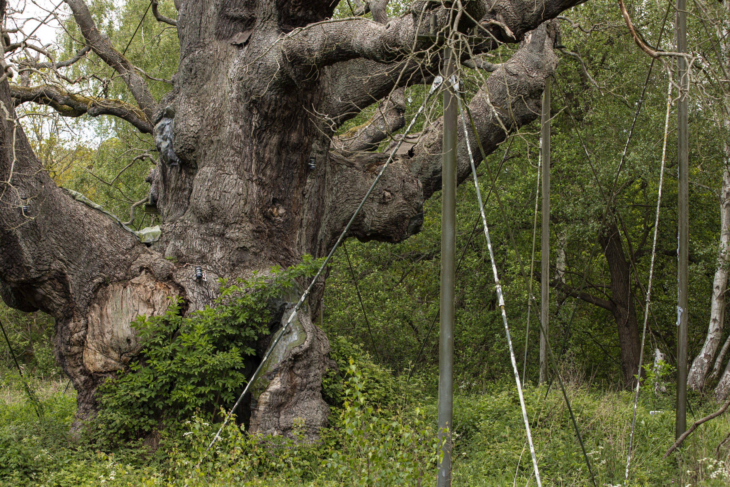 Close up of MO supports Credit RSPB scaled