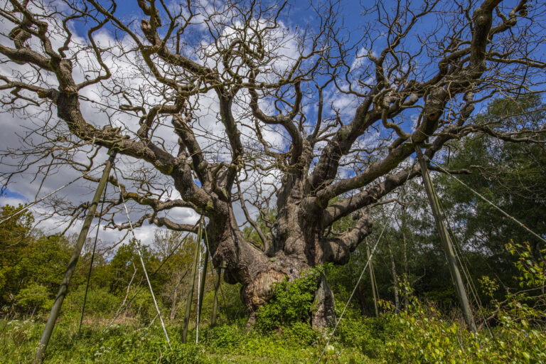 End of an era as Major Oak in Sherwood Forest dies