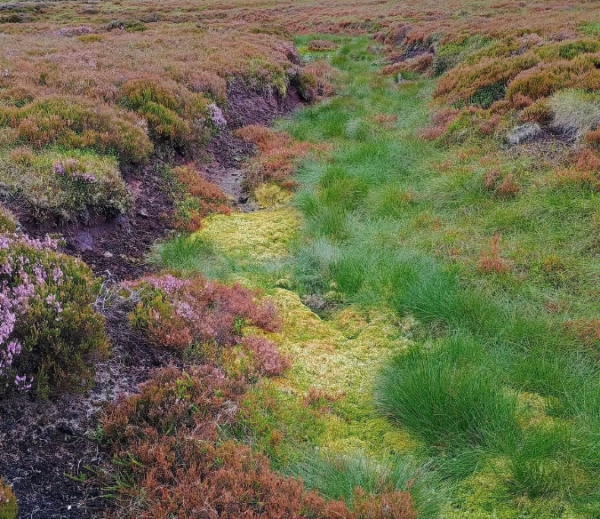 Stunning photos show Peak District peatland brought back to life Moors 3