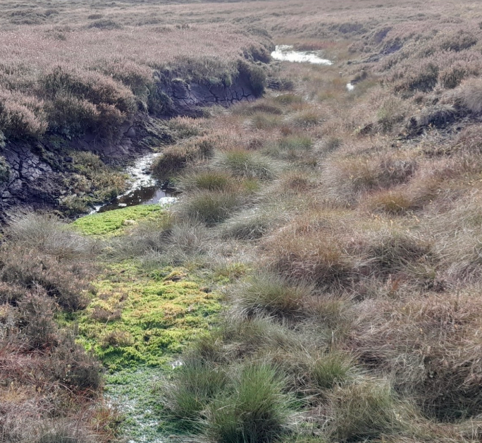 Stunning photos show Peak District peatland brought back to life Moors 4