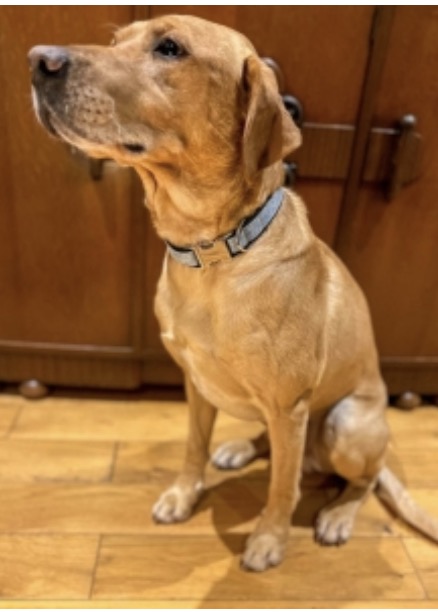 West Bridgford students reach UK finals with upcycled denim dog accessories Screenshot 2026 06 11 at 16.24.54