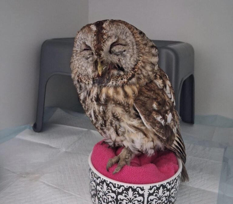 Injured tawny owl rescued by police on A46 Owthorpe