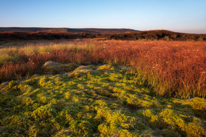 Sphagnum in moorland