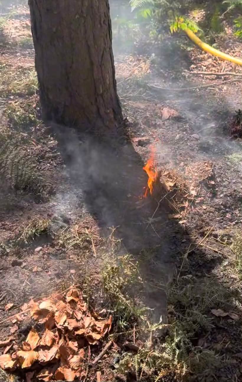 Crews tackle large outdoor fire at Strawberry Hill Heath 741454372 2007355939886206 9170885413385378403 n.png