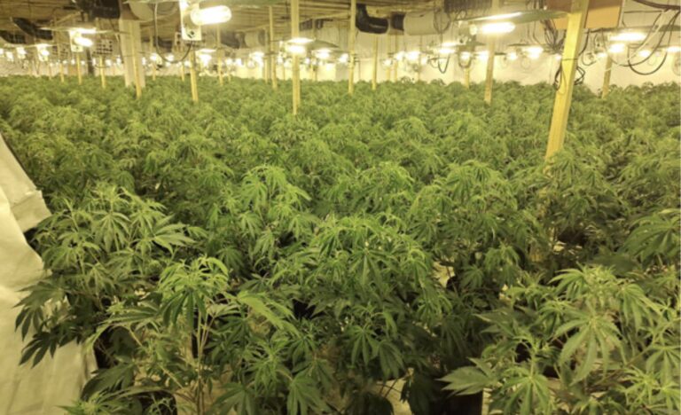 County’s largest-ever cannabis seizure sees £5m Mansfield grow dismantled