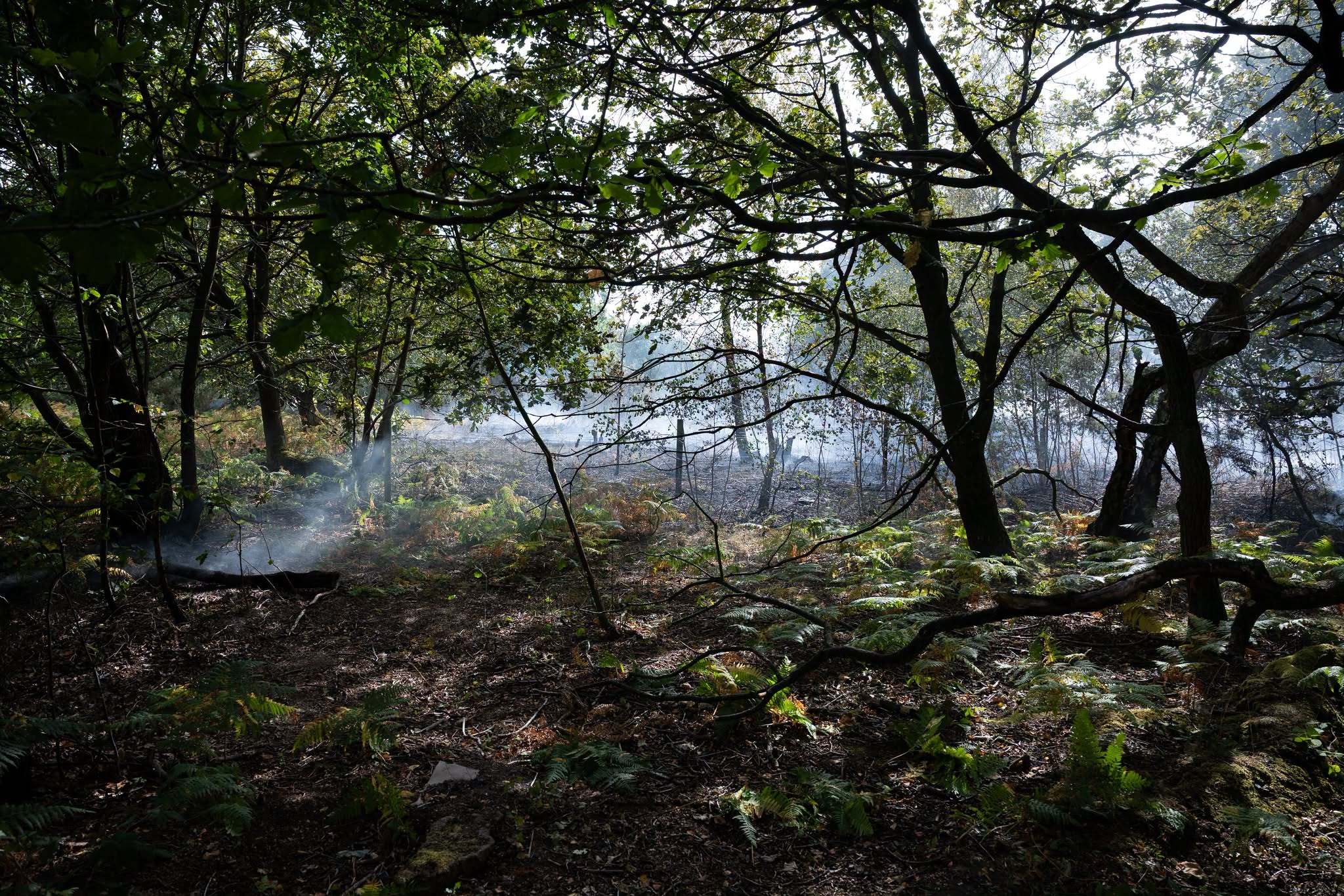 Pictures show devastation of huge Nottinghamshire wildfire - eight fire crews remain at scene 765158968 1067770736197592 2669973993314123268 n.png