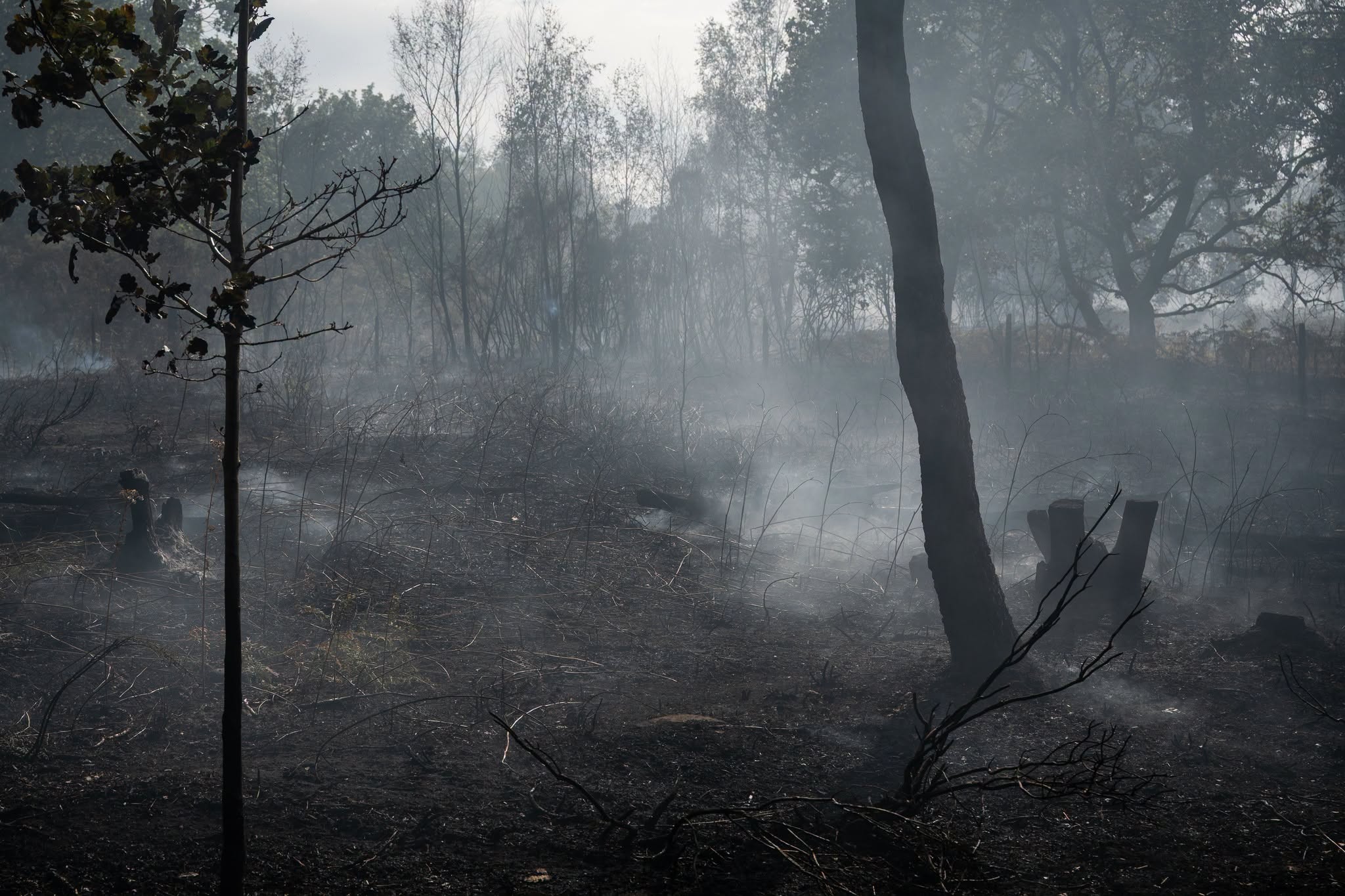 Pictures show devastation of huge Nottinghamshire wildfire - eight fire crews remain at scene 765871901 897791482954993 2309005223254680603 n.png