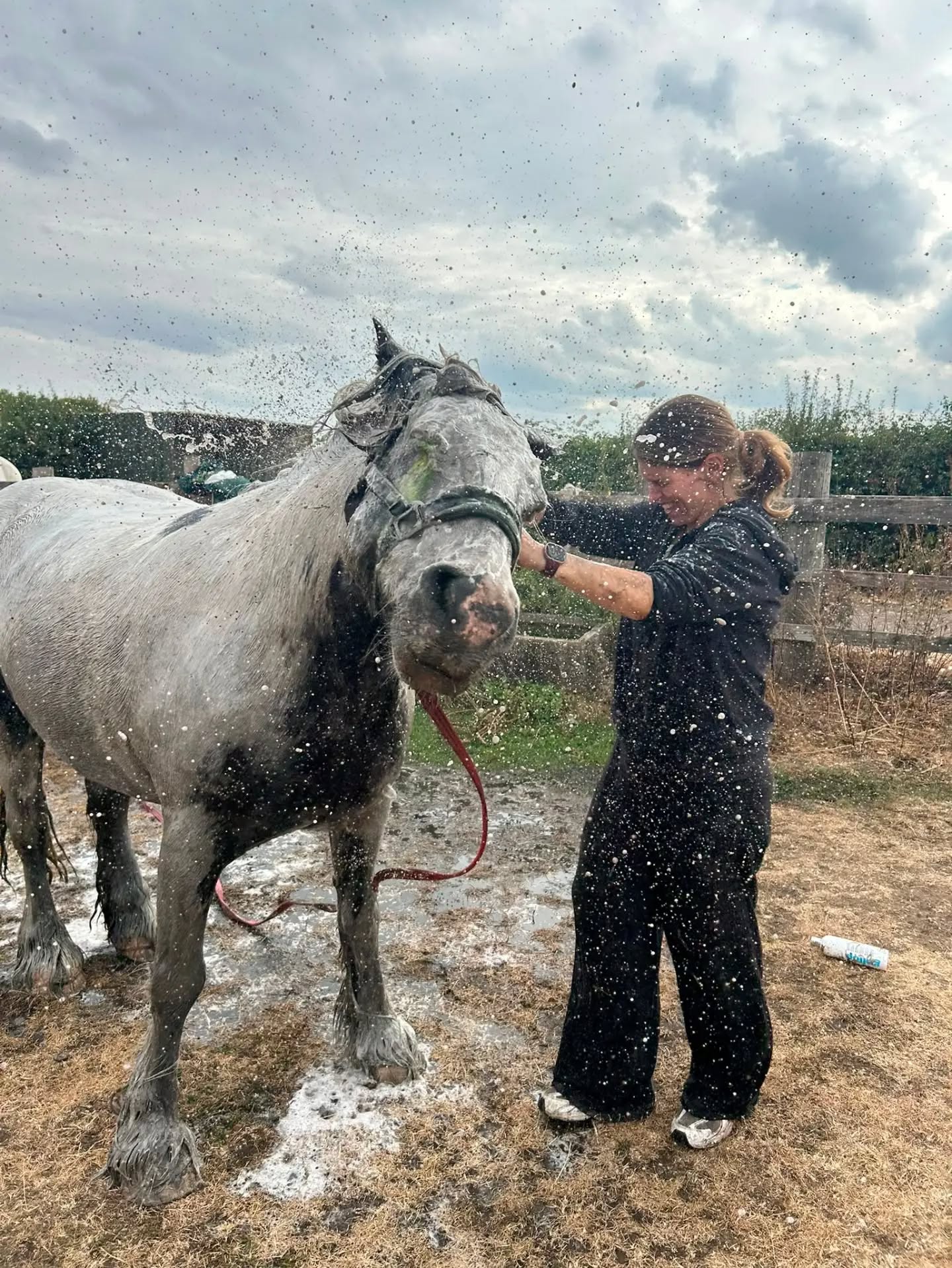 Pictures: Horse Arna rescued by firefighters in Bingham after becoming trapped in ditch 775048096 18609707467058029 2329954099815529342 n.webp