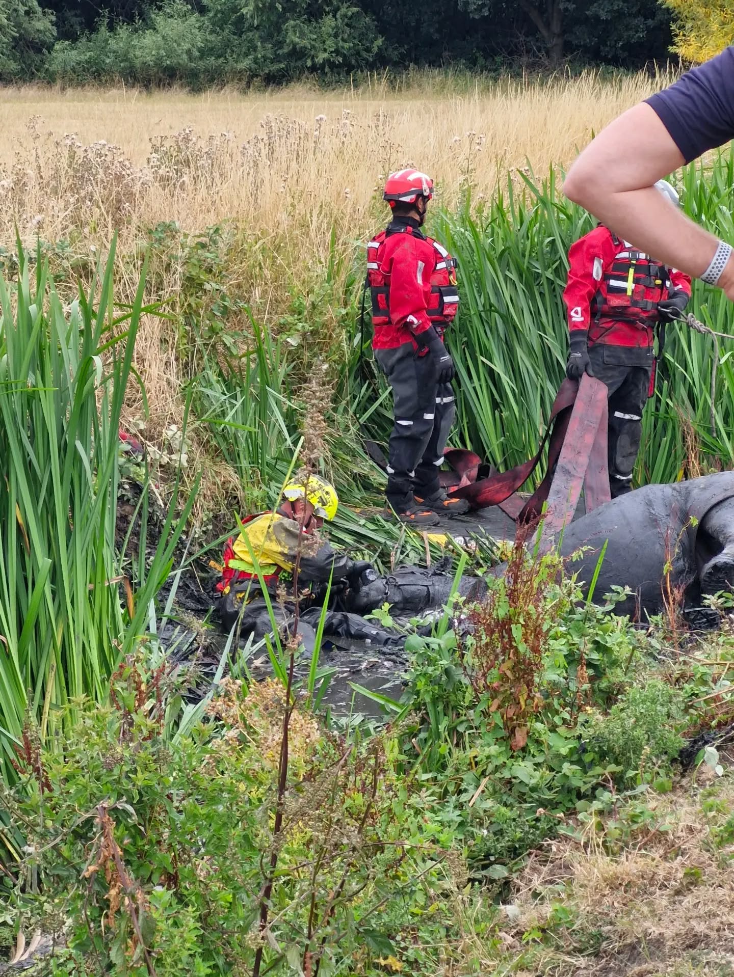 Pictures: Horse Arna rescued by firefighters in Bingham after becoming trapped in ditch 775603212 18609707362058029 4022257607005185956 n.webp