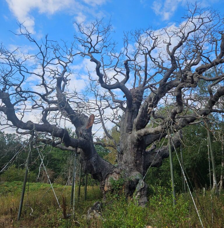 Major Oak: Large limb falls from iconic oak tree just weeks after tree declared dead