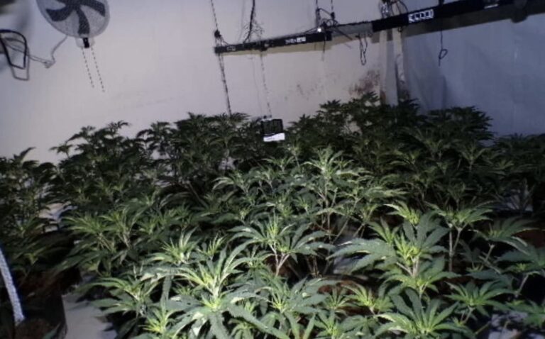 £500,000 cannabis factory discovered in Ravenshead