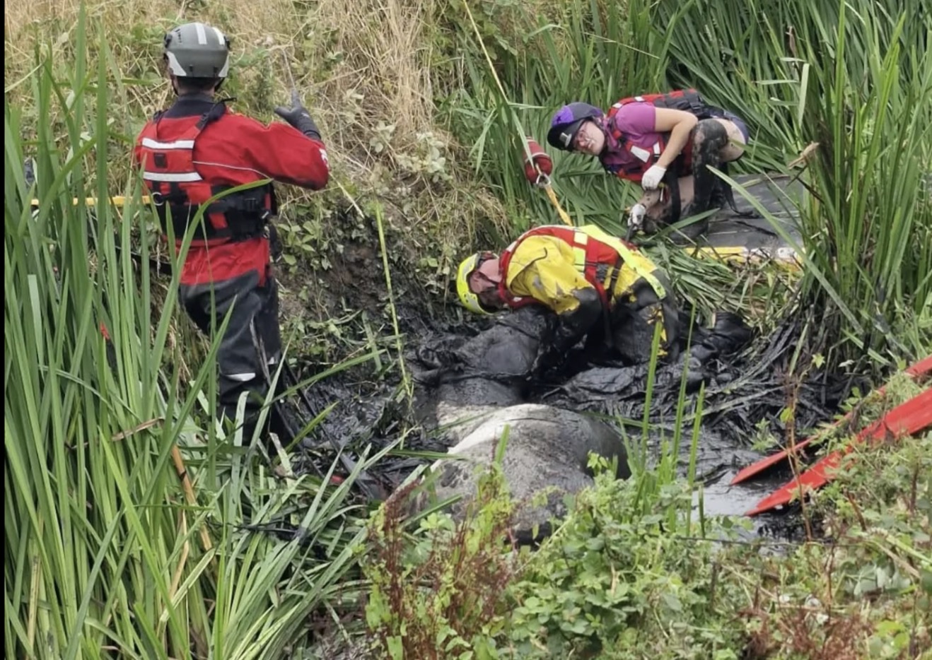 Pictures: Horse Arna rescued by firefighters in Bingham after becoming trapped in ditch Screenshot 2026 08 18 at 09.43.00