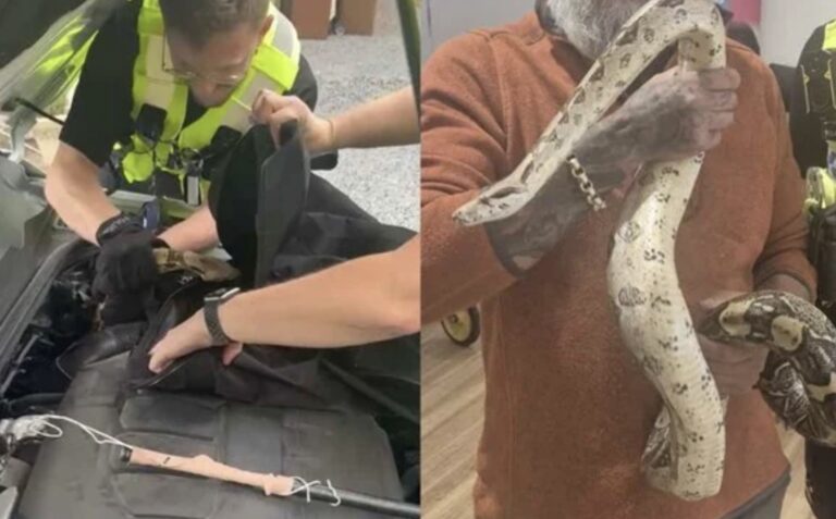 Four-foot boa constrictor rescued from car engine in Sherwood