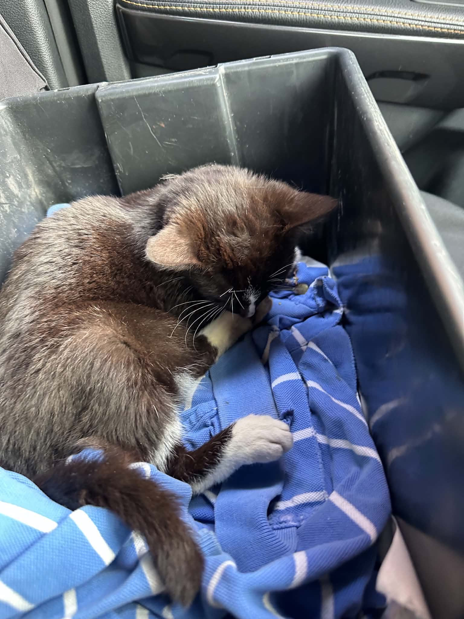 Nottingham bus driver rescues kitten found in middle of busy road HVT8BviXsAAE7mP